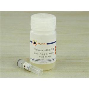 IRE1α抗体(兔多抗)