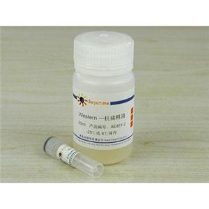 ERp44抗体(兔单抗)