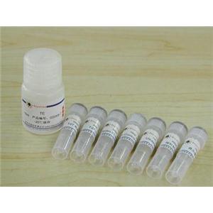 EMSA探针生物素标记试剂盒