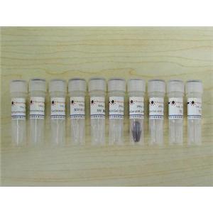 EMSA/Gel-Shift 试剂盒