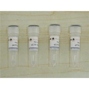 dNTP (4管套装, 100mM)
