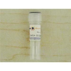 EMSA突变探针－PPAR (10μM)