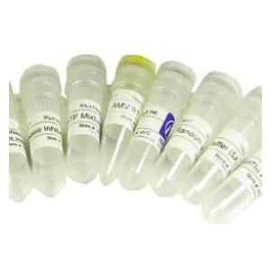 脂肪酸转运蛋白1重组蛋白