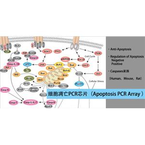 人细胞凋亡PCR芯片