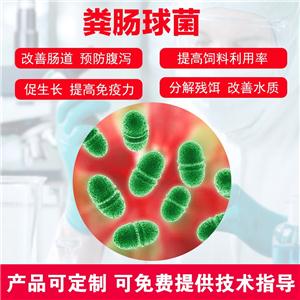 球肠菌