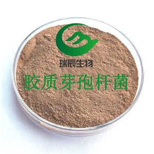 胶质芽孢杆