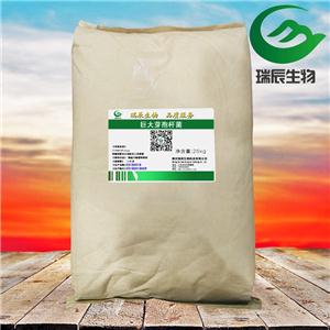 巨大芽孢杆菌