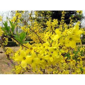 源头厂家供应：贯叶连翘（金丝桃素）