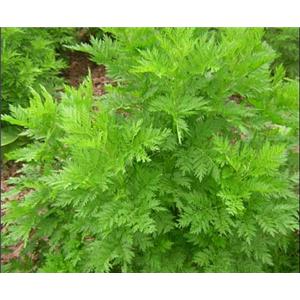 源头厂家供应：青蒿提取物（液）