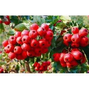 源头厂家供应：山楂提取物