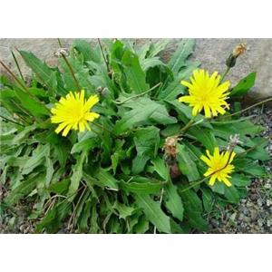 源头厂家供应：蒲公英提取物