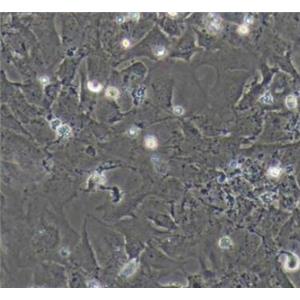 大鼠肠巨噬细胞