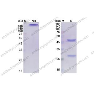 阿特利珠单抗，Atezolizumab，anti-PD-1 antibody 抗体