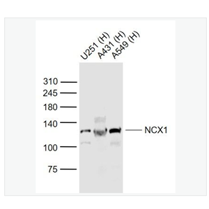 Anti-NCX1 antibody  -钠钙交换蛋白1抗体