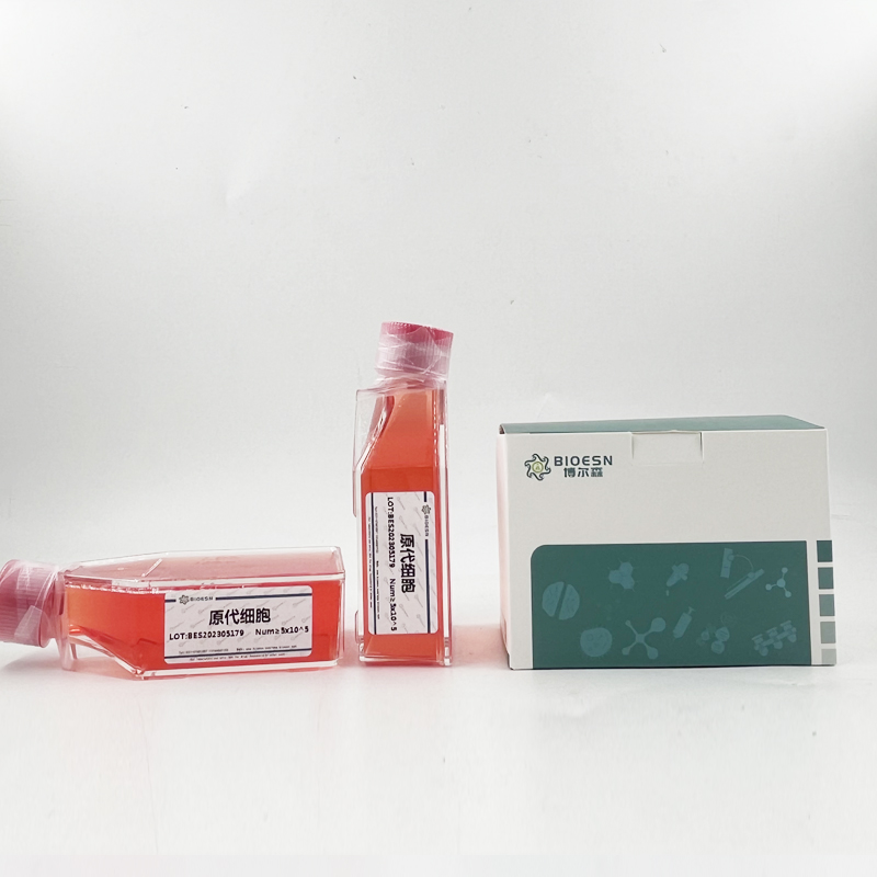 大鼠小肠隐窝上皮细胞；IEC-6