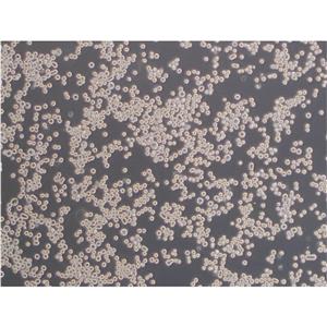 EoL-3 Cells人细胞|仅提供STR图谱