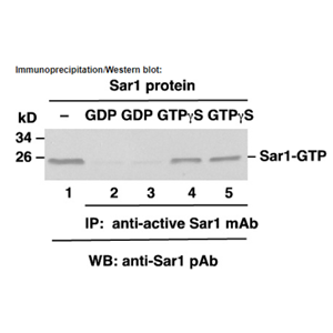 Anti Active Sar1 Mouse Monoclonal Antibody