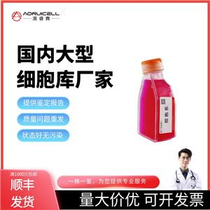 SK-N-FI（人神经母细胞瘤细胞）