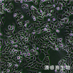 MUTZ-3（急性非淋巴白血病细胞）