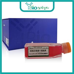 OVTOKO（人卵巢癌细胞） YB-75962HC