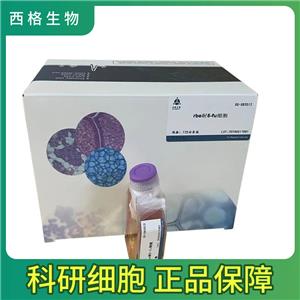 786O人肾细胞癌细胞
