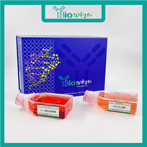 MDA-MB-361（人乳腺癌细胞）YB-71553HC