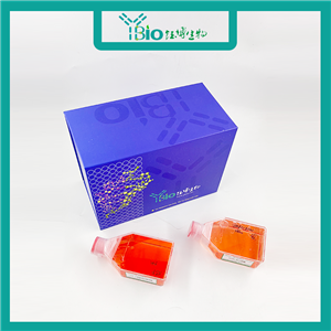 Kasumi-1（人急性原粒细胞白血病细胞）YB-71556HC