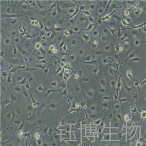 LX-2（人肝星形细胞）YB-71560HC