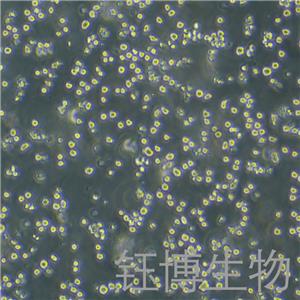 RPMI 8226（人多发性骨髓瘤外周血B淋巴细胞）YB-71564HC