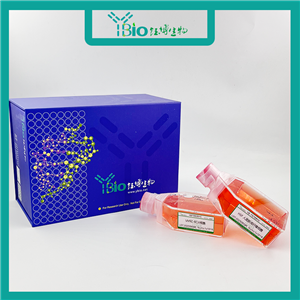 TTA1（人甲状腺癌细胞）YB-71673HC