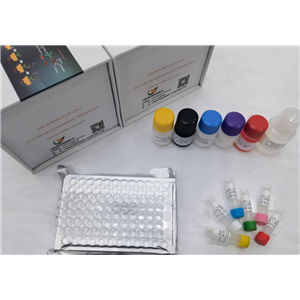 猪甲状旁腺激素(PTH)ELISA试剂盒