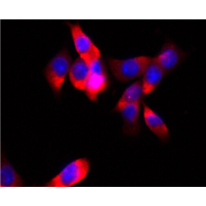 小鼠膀胱上皮细胞