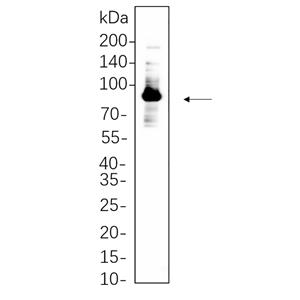 Glycogen Synthase Rabbit Monoclonal antibody | 兔单抗 | EnkiLife恩玑生命