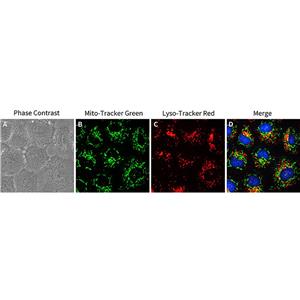 Lysosome Tracker (Red)（溶酶体红色荧光探针）| 亚细胞结构荧光染料 | EnkiLife恩玑生命