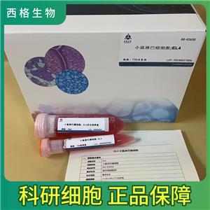 DU145人前列腺癌细胞