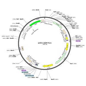 pLKO.1-EGFP-Puro 慢病毒转移载体质粒 shRNA基因敲除敲降沉默
