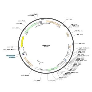 pLVX-Puro 慢病毒转移载体质粒 shRNA基因过表达敲除敲降