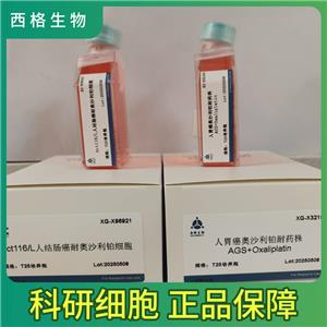 Y79人视网膜母细胞瘤细胞