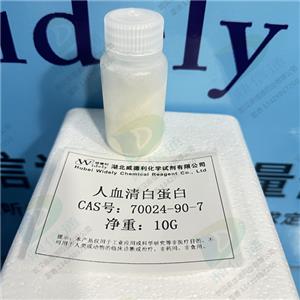 人血清白蛋白
