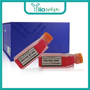 人肝动脉平滑肌细胞 YB-7041HPC