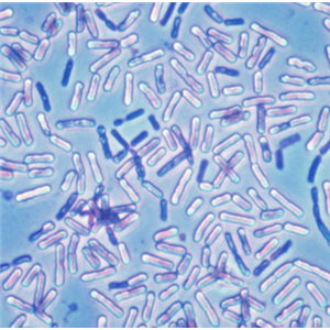 Haloferula Phyci