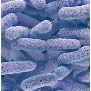 Pseudoalteromonas Donghaensis