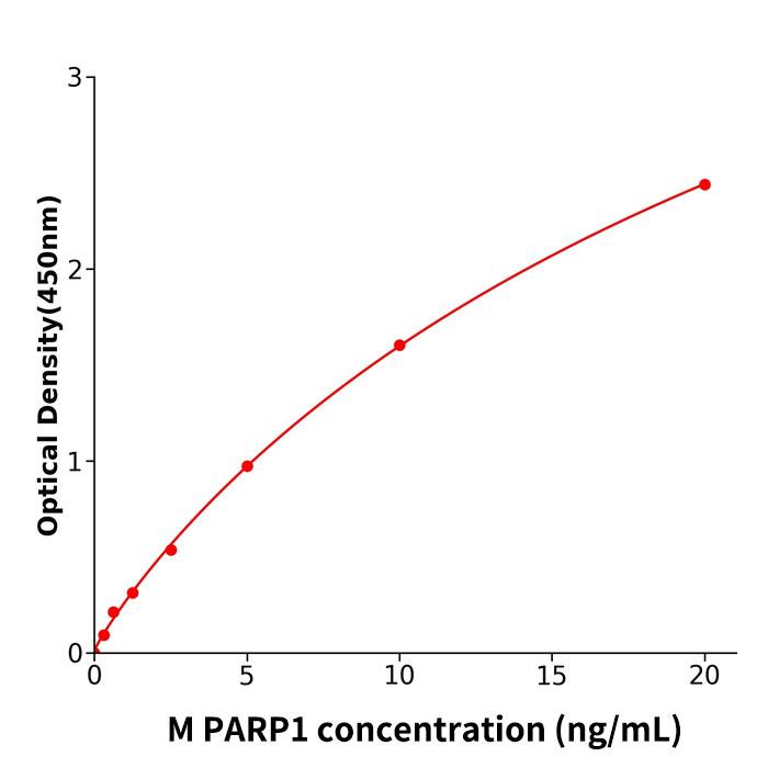 小鼠聚聚合酶1(PARP1).jpg