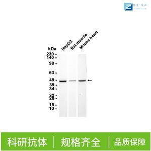 血管生成素受体1抗体