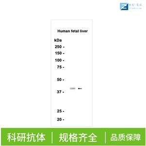 血管生成素样蛋白4抗体