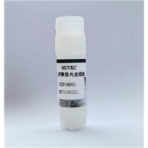 人脐静脉内皮细胞