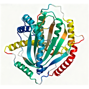 饶合生物素-dsDNA/CY-ssDNA/环状DNA（circDNA）定制合成