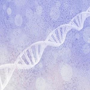 全基因组Bisulfite甲基化测序 华大基因