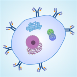 华美生物cusabio 抗体服务 定制服务