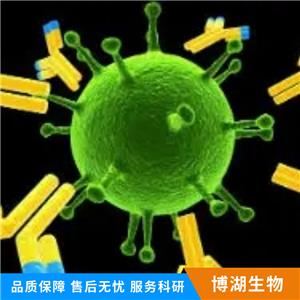 α-1抗胰糜蛋白酶抗体